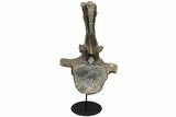 Apatosaurus Dorsal Vertebra With Stand - Colorado #113388-3